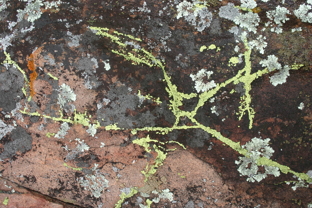 Lichen1